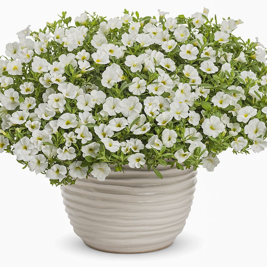 Yayılıcı Sarkıcı Beyaz Petunya Çiçeği Fidesi-3 Adet