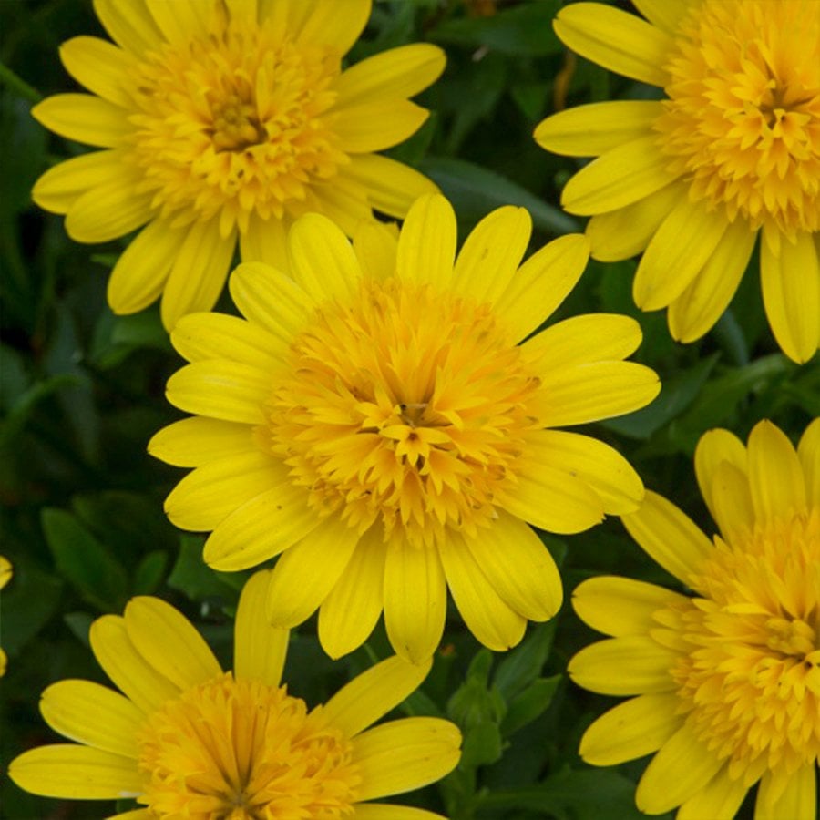 Osteospermum Double Yellow Bodrum Papatyası Çiçeği Fidesi-3 Adet