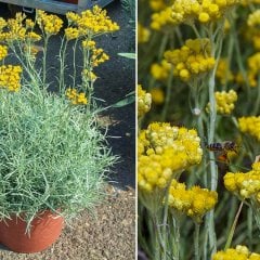 Helichrysum italicum Aladdin Cüce Köri Otu Fidesi-2 Adet