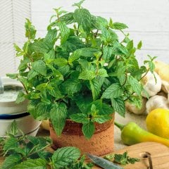 Mentha Piperita Swiss (Limonlu) İsviçre Nane Fidesi-2 Adet