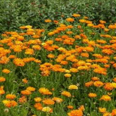 Portakal Nergisi Orange Şamdan Çiçeği Tohumu-25 Tohum