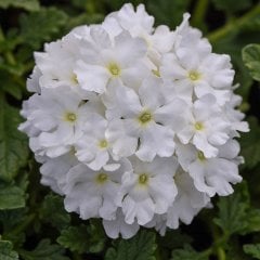 White Verbana Mine Çiçeği Tohumu-40 Tohum