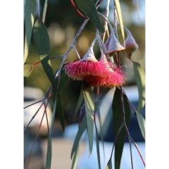 Okaliptus Uçucu Yağı