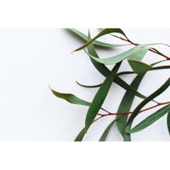 Okaliptus Citriodora Uçucu Yağı