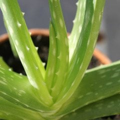 Aloe Vera Esansı