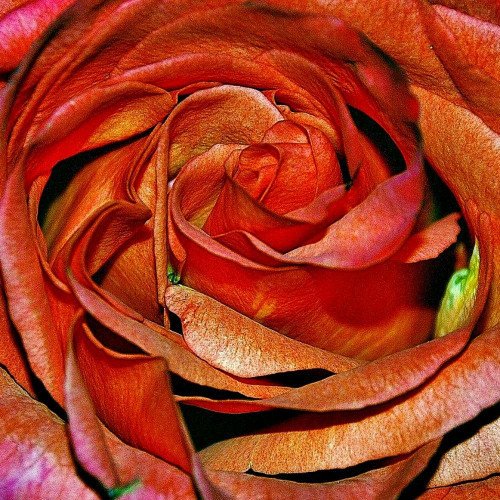Desert Rose (designer fragrance)