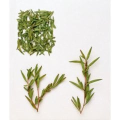 Tea Tree Uçuçu Yağı ( Çay Ağacı Yağı)
