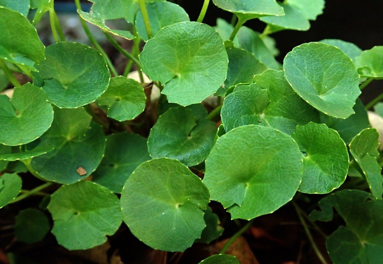 Gotu Kola Özü