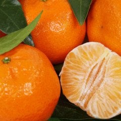 CP Fresh Tangerine