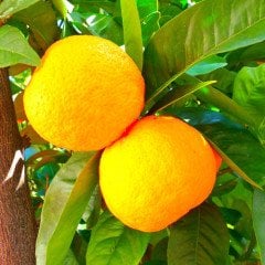 Portakal Uçucu Yağı