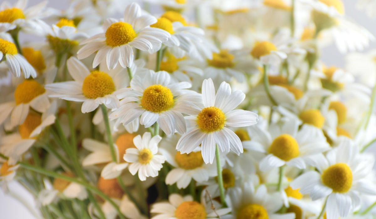 Şifalı Bir Bahar Çiçeği: Papatya