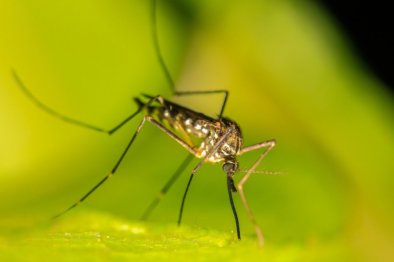 Sivrisinek Kovucu Doğal Yöntemler
