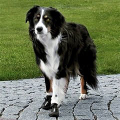 Trixie Köpek Yürüyüş Botu 2 Adet Medium Siyah