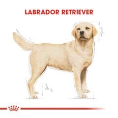 Royal Canin Labrador Retriever Yetişkin Köpek Maması 12 Kg