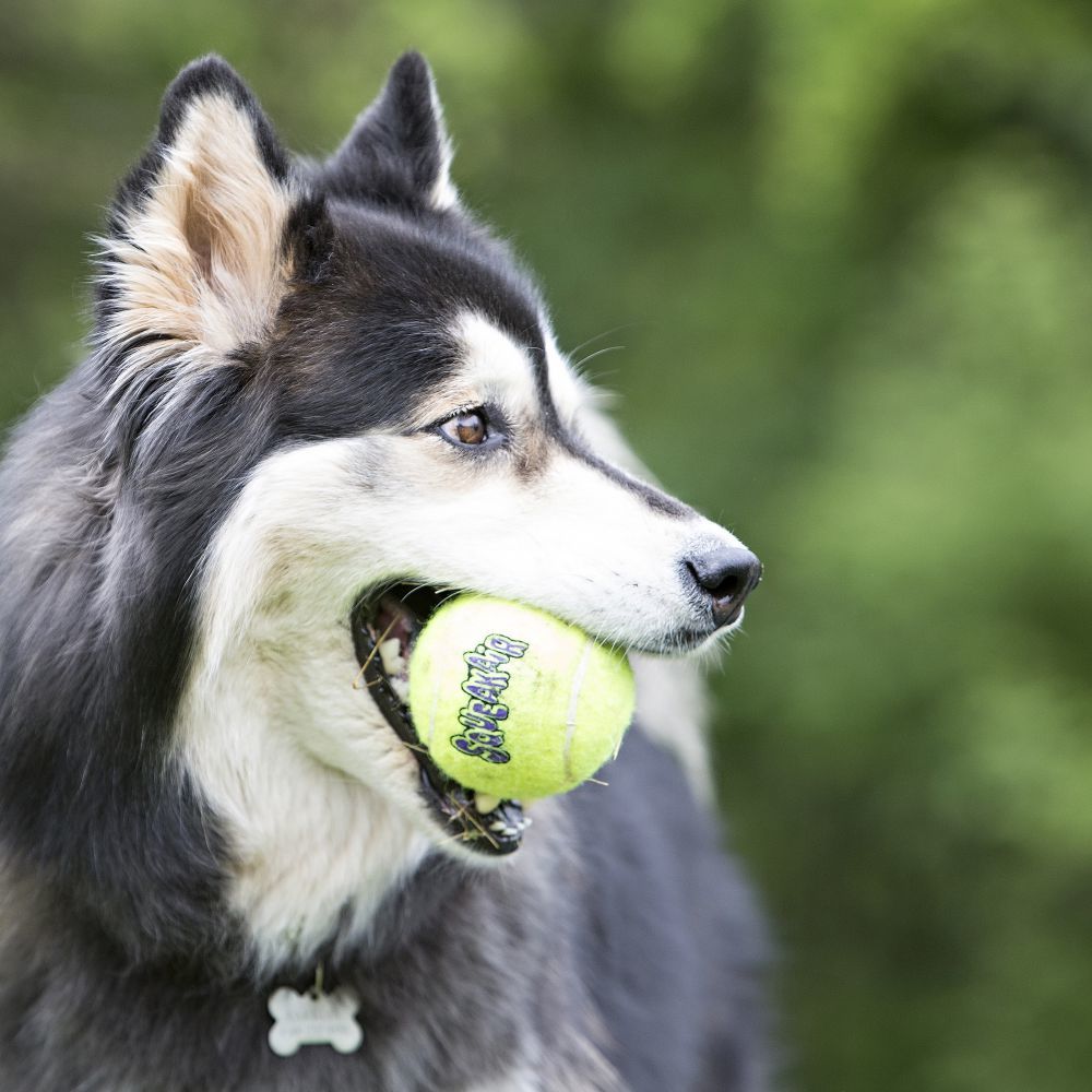 Kong Air Sq Sesli Tenis Top Köpek Oyuncağı Medium 3 Adet 6.5 Cm