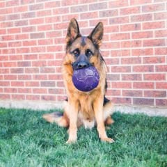 Kong Köpek Flexball Medium/Large Köpek Oyun Topu