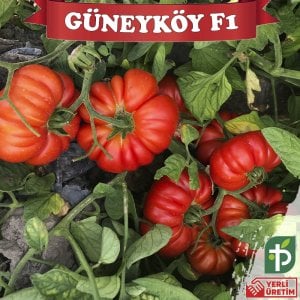 Güneyköy F1 - Oturak Köy Domatesi Fidesi