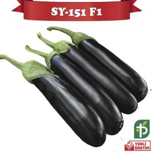 SY-151 F1 - Silindirik Patlıcan Fidesi