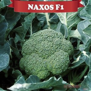 Naxos  F1 Brokoli Fidesi
