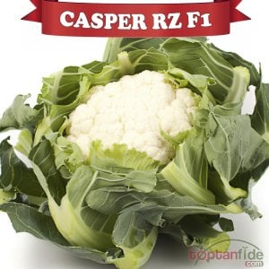 Casper Rz F1 Karnabahar Fidesi