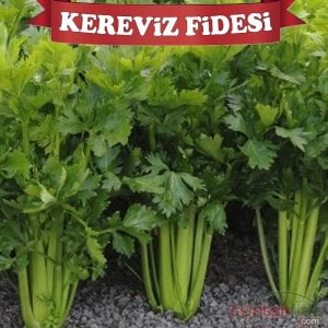 Kereviz Fidesi