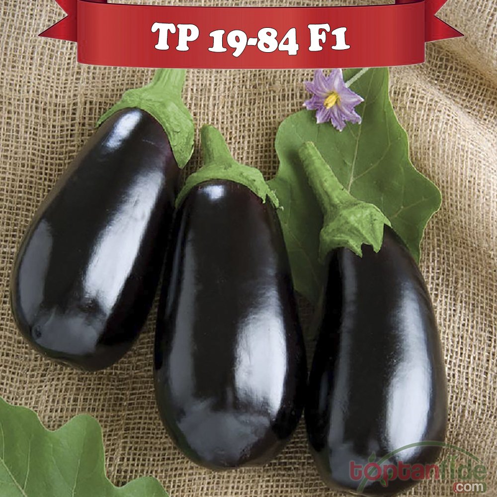 TP 19-84 F1 - Topan Patlıcan Fidesi