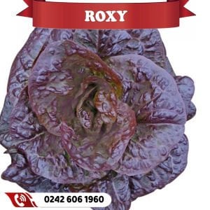 Roxy Kırmızı Marul Fidesi