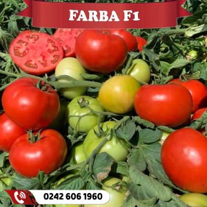 Farba F1 Oturak Domates Fidesi