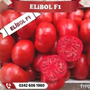 Elibol F1 Tarla Oturak Domates Fidesi