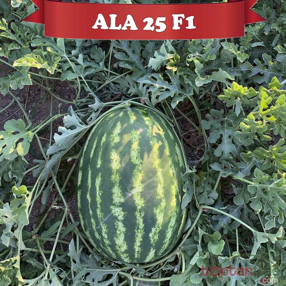 ALA-25 F1 - Karpuz Fidesi