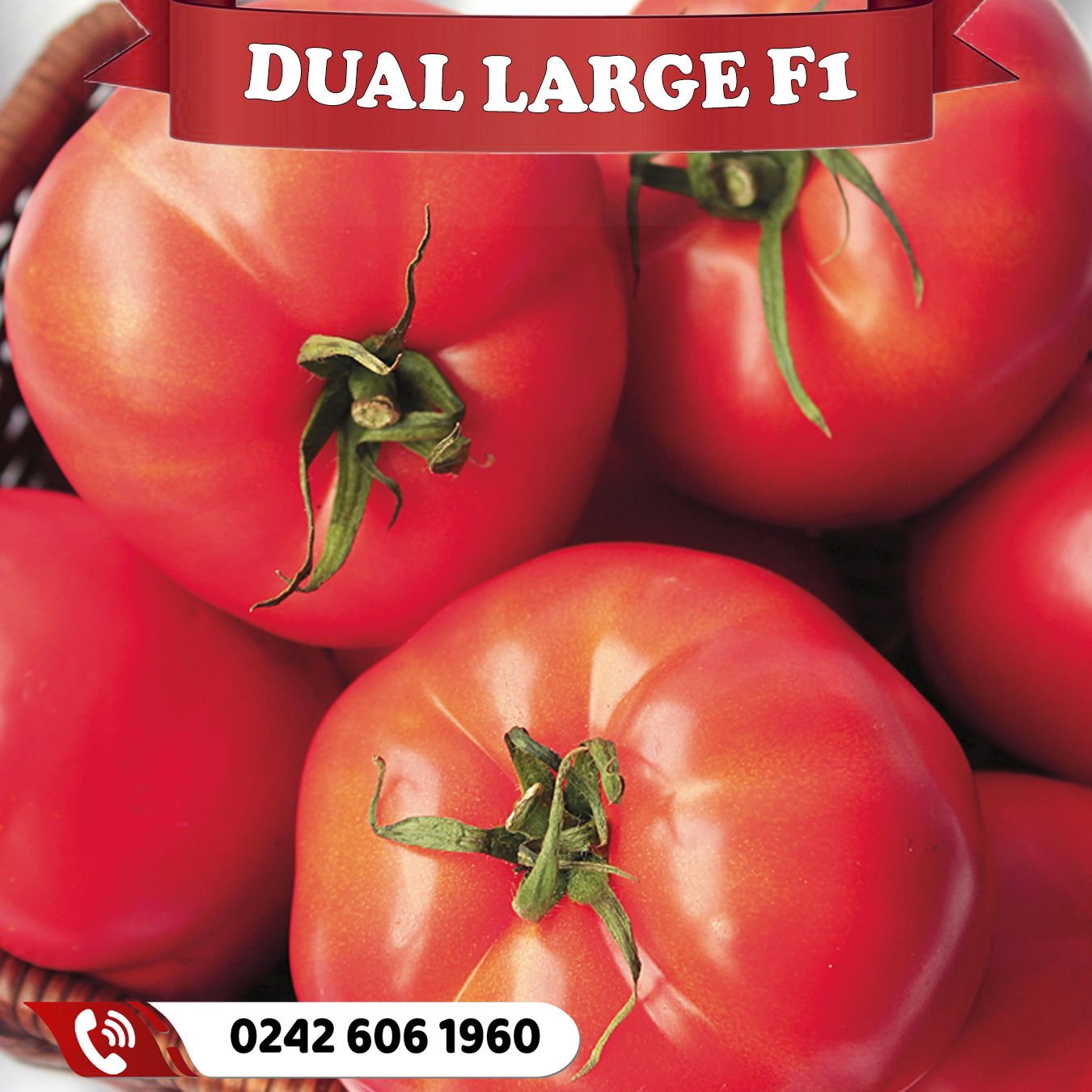 Dual Large F1 Oturak Tarla Domatesi Fidesi