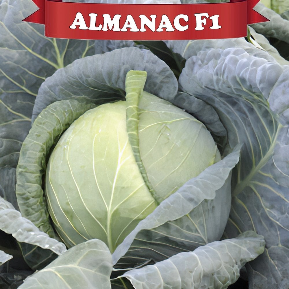 Almanac F1 Beyaz Lahana Fidesi