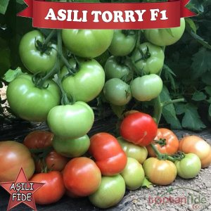 Aşılı Torry F1 İri Domates Fidesi