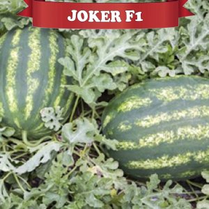 Joker F1 Aşılı Karpuz Fidesi