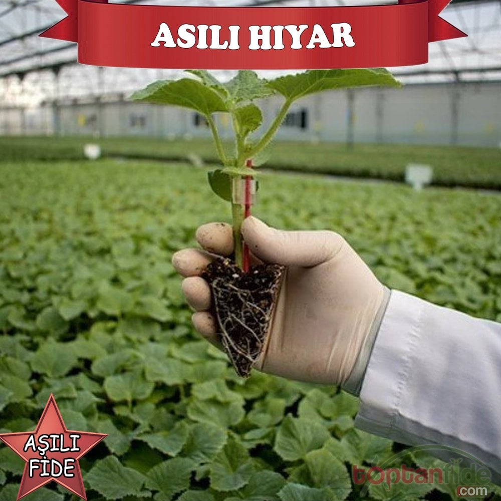 Aşılı Hıyar Fidesi