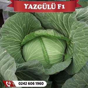 Yazgülü F1 80 Günlük Lahana Fidesi