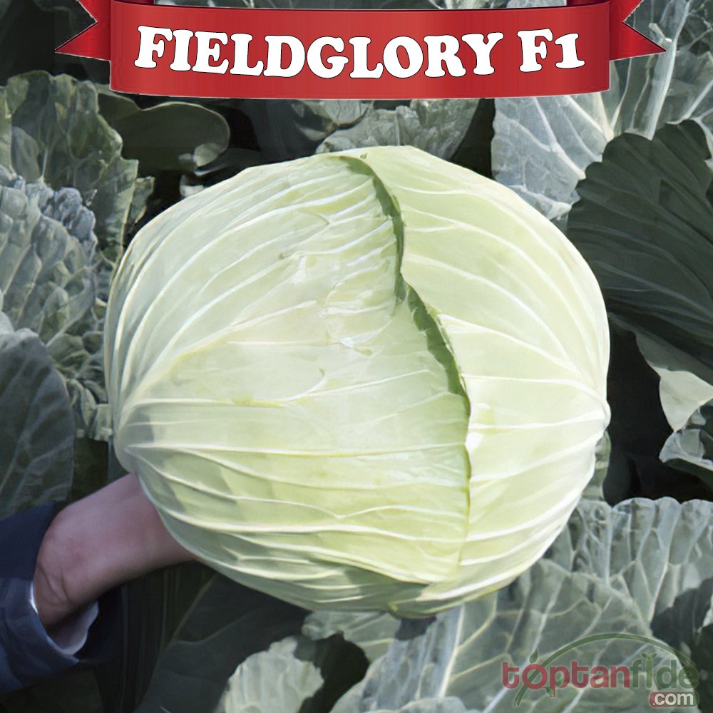 Fieldglory F1 Beyaz Lahana Fidesi