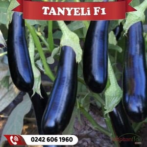 Tanyeli F1 Sanayilik Patlıcan Fidesi