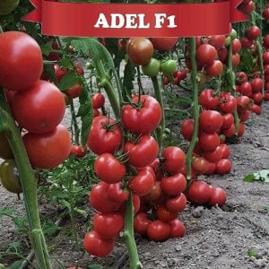 Adel F1 Güzlük Domates Fidesi