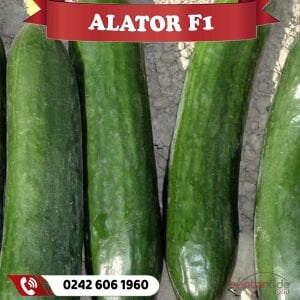 Alator F1 Oturak Hıyar Fidesi