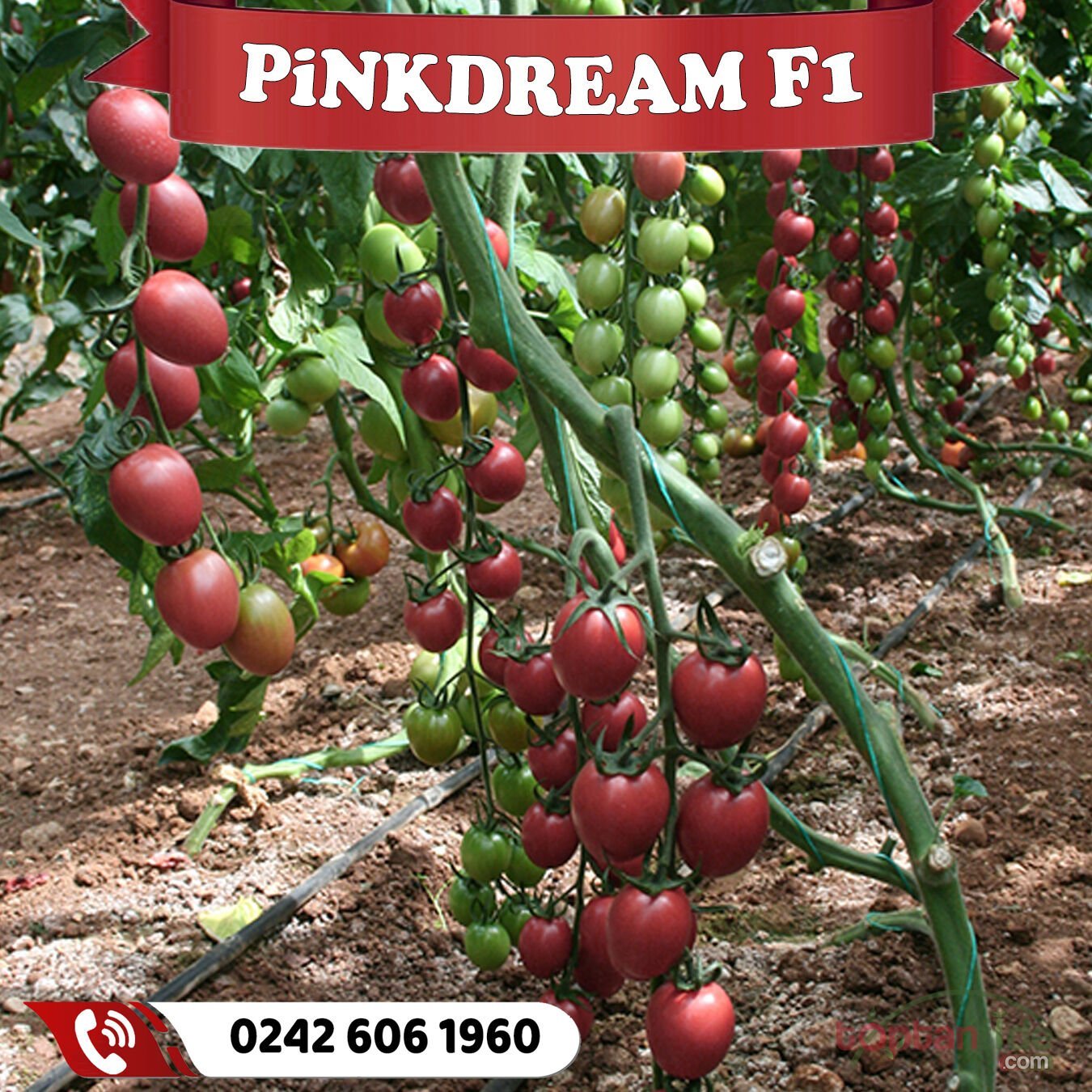 Pinkdream F1 Pembe Kokteyl Domates Fidesi