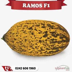 Ramos F1 Kırkağaç Kavun Fidesi