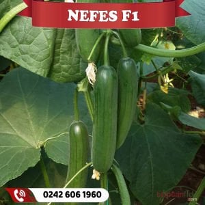 Nefes F1 Sırık Hıyar Fidesi