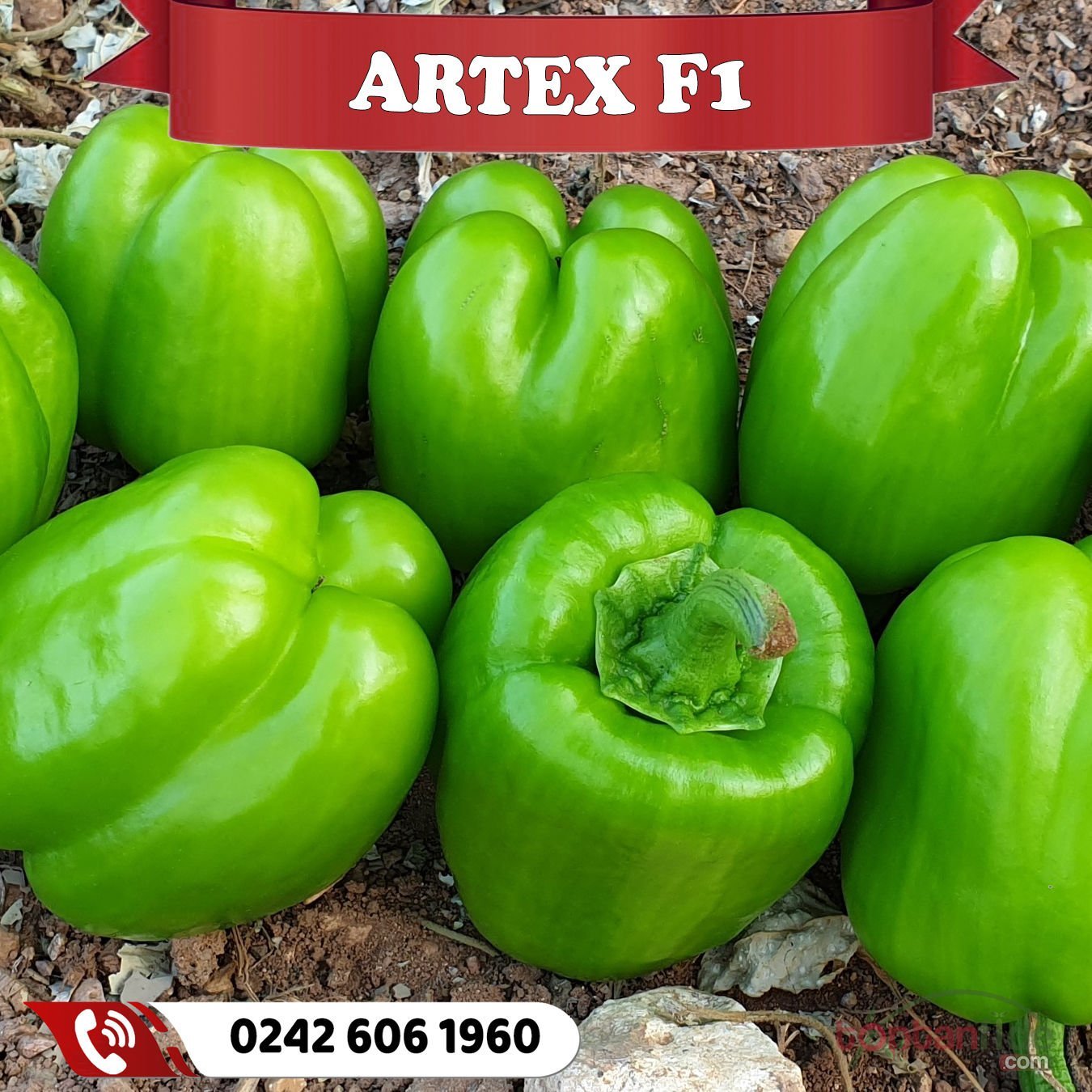 Artex F1 Dolma Biber Fidesi