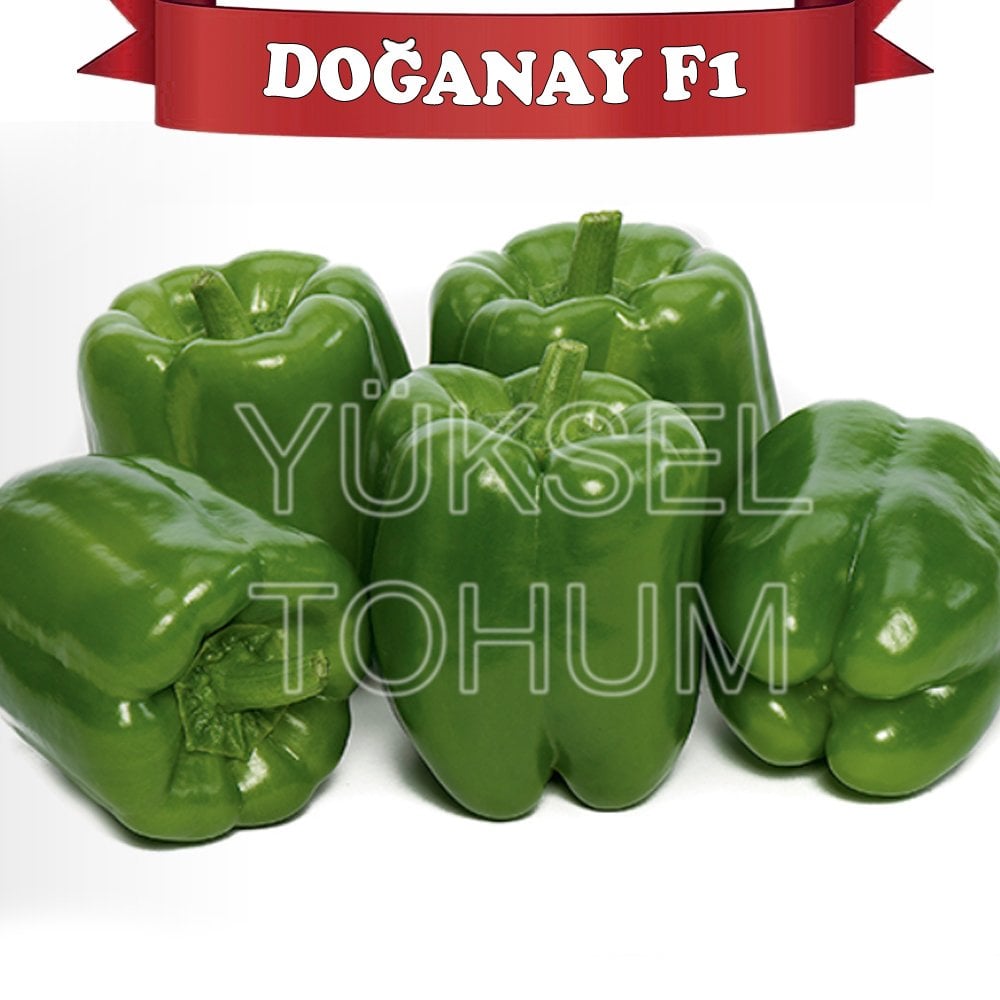 Doğanay F1 Dolma Biber Fidesi