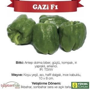 Gazi F1 Antep Acı Dolma Biber Fidesi