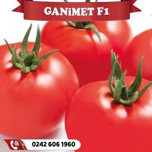 Ganimet F1 Tarla Domatesi Fidesi