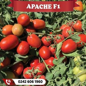 Apache F1 Oturak Domates Fidesi