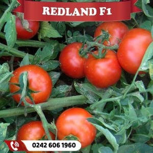 Redland F1 Oturak Domates Fidesi