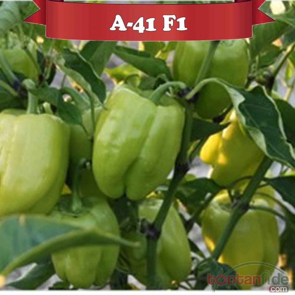 A-41 F1 Dolma Biber Fidesi